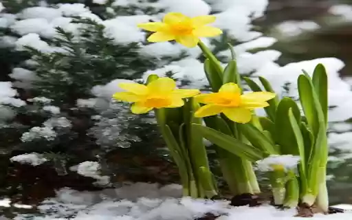 Daffodil Flavored Snow flower wallpaper  from Chrome web store to be run with OffiDocs Chromium online