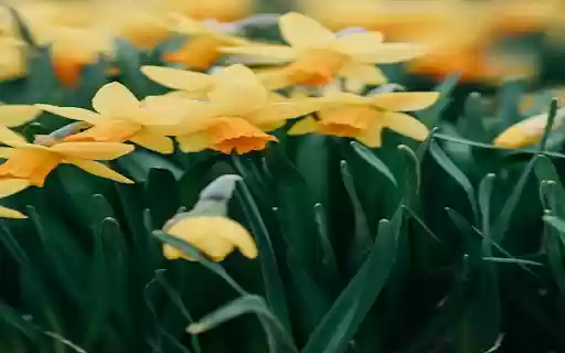 Daffodil Wallpaper from Chrome web store to be run with OffiDocs Chromium online Daffodil Wallpaper from Chrome web store to be run with OffiDocs Chromium online