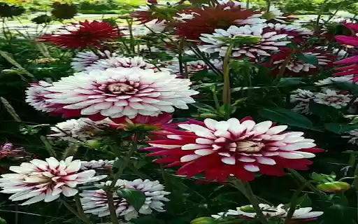 Dahlia flower garden wallpaper from Chrome web store to be run with OffiDocs Chromium online Dahlia flower garden wallpaper from Chrome web store to be run with OffiDocs Chromium online