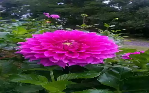 dahlia flower wallpaper  from Chrome web store to be run with OffiDocs Chromium online