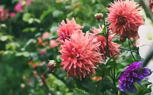 Dahlia Garden  from Chrome web store to be run with OffiDocs Chromium online