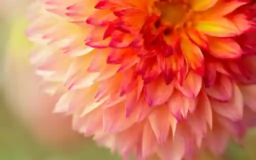 Dahlia Petals  from Chrome web store to be run with OffiDocs Chromium online