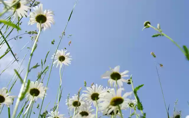 Daisy Theme  from Chrome web store to be run with OffiDocs Chromium online