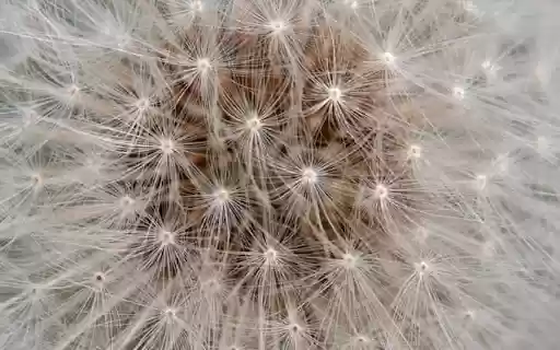 DANDELION Theme  from Chrome web store to be run with OffiDocs Chromium online