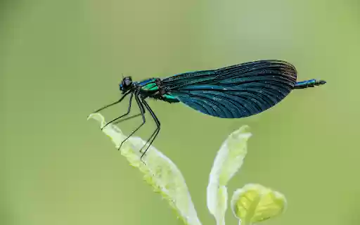 Dark Blue Dragonfly  from Chrome web store to be run with OffiDocs Chromium online