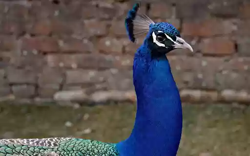 Dark Blue Peacock  from Chrome web store to be run with OffiDocs Chromium online
