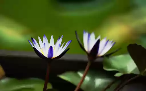 Dark Blue Water Lily  from Chrome web store to be run with OffiDocs Chromium online