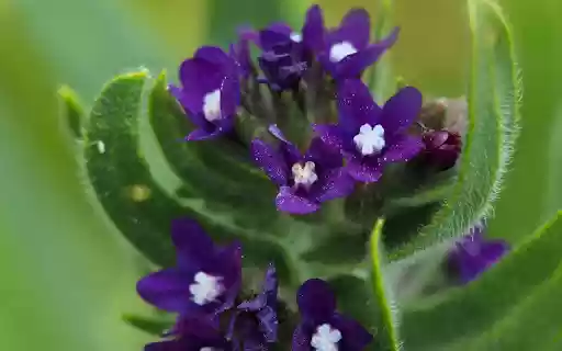 Dark Green Flowers and Hairy Leaves  from Chrome web store to be run with OffiDocs Chromium online
