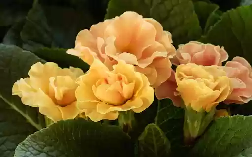 Dark green leaves and orange flowers  from Chrome web store to be run with OffiDocs Chromium online