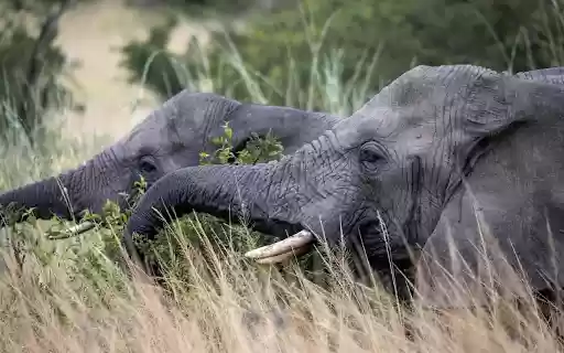 Dark Grey Elephants from Chrome web store to be run with OffiDocs Chromium online Dark Grey Elephants from Chrome web store to be run with OffiDocs Chromium online