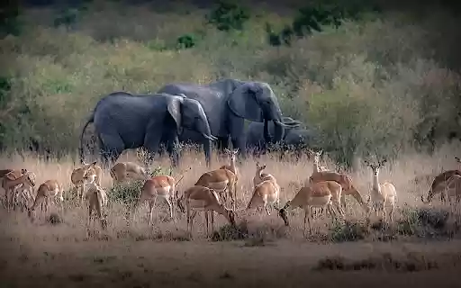 Deer and elephants  from Chrome web store to be run with OffiDocs Chromium online