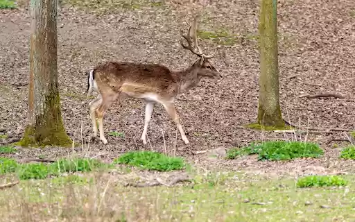 Deer and Horns from Chrome web store to be run with OffiDocs Chromium online Deer and Horns from Chrome web store to be run with OffiDocs Chromium online