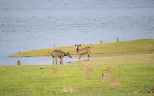 Deer by the lake  from Chrome web store to be run with OffiDocs Chromium online