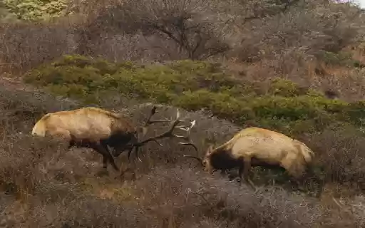Deer Goring  from Chrome web store to be run with OffiDocs Chromium online