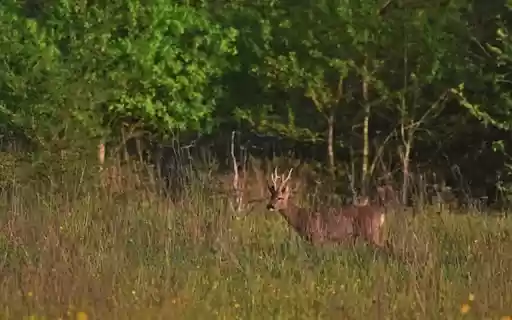 Deer theme  from Chrome web store to be run with OffiDocs Chromium online