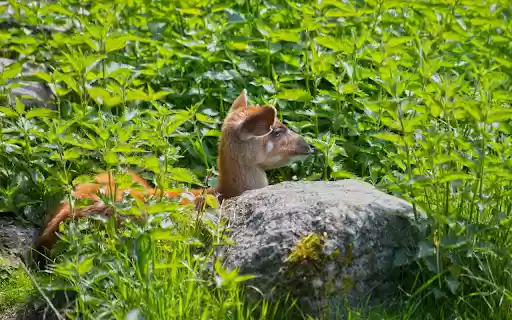 Deer under the bushes  from Chrome web store to be run with OffiDocs Chromium online