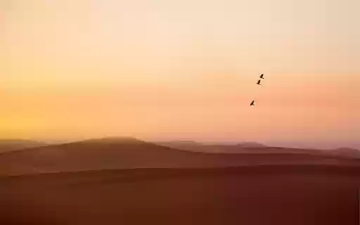 Desert bird  from Chrome web store to be run with OffiDocs Chromium online