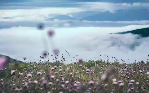 Dew and flowers  from Chrome web store to be run with OffiDocs Chromium online