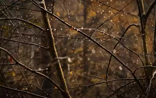 Dew Covered Branches in Autumn Forest  from Chrome web store to be run with OffiDocs Chromium online