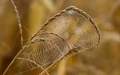 Dew Covered Spider Web on Dry Grass from Chrome web store to be run with OffiDocs Chromium online Dew Covered Spider Web on Dry Grass from Chrome web store to be run with OffiDocs Chromium online