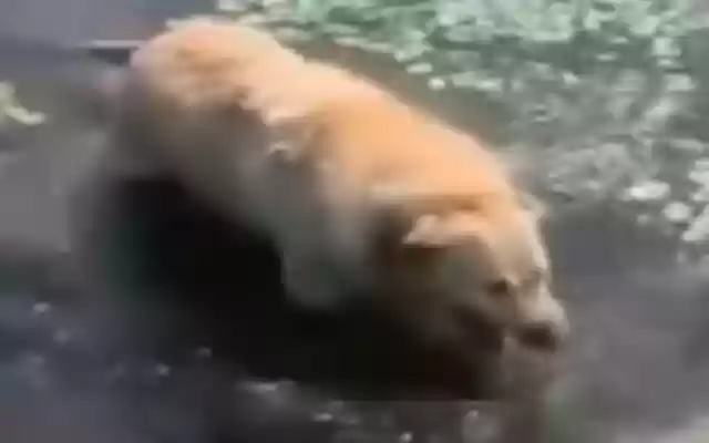 DinoDog  from Chrome web store to be run with OffiDocs Chromium online