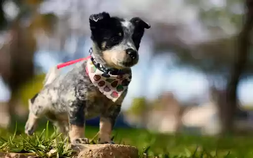 Dog and bib  from Chrome web store to be run with OffiDocs Chromium online