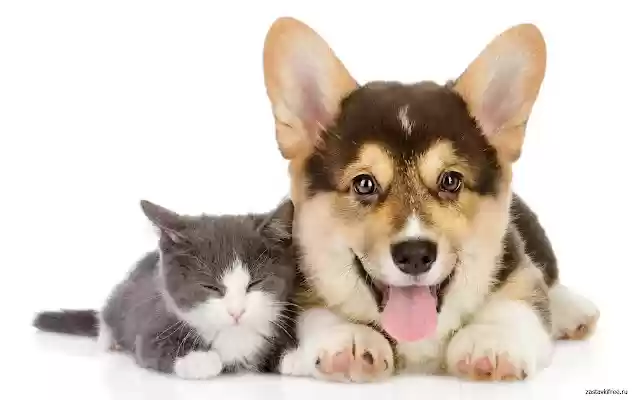 Dog and cat  from Chrome web store to be run with OffiDocs Chromium online