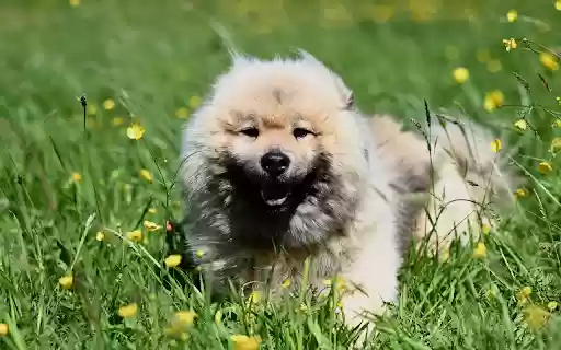 Dog and Grass Garden  from Chrome web store to be run with OffiDocs Chromium online