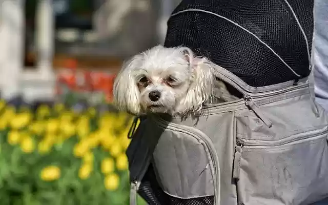 Dog Backpack Carriers from Chrome web store to be run with OffiDocs Chromium online Dog Backpack Carriers from Chrome web store to be run with OffiDocs Chromium online