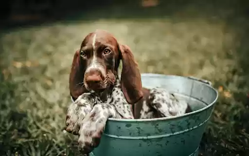 Dog in the Bucket from Chrome web store to be run with OffiDocs Chromium online Dog in the Bucket from Chrome web store to be run with OffiDocs Chromium online