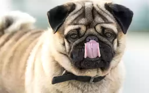 Dog Licking Nose  from Chrome web store to be run with OffiDocs Chromium online