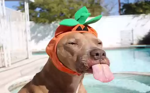 Dog Panting: A Happy and Relaxed Companion  from Chrome web store to be run with OffiDocs Chromium online