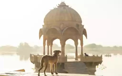 Dog standing on lake  from Chrome web store to be run with OffiDocs Chromium online