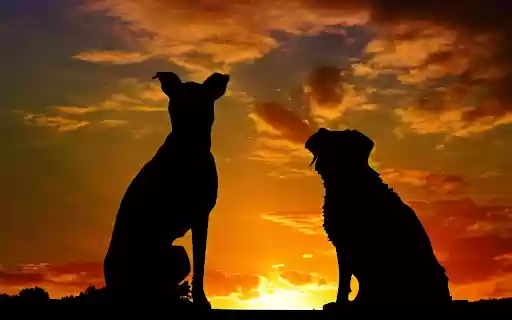 Dog watching the sunset  from Chrome web store to be run with OffiDocs Chromium online
