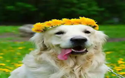 Dog wearing a wreath wallpaper  from Chrome web store to be run with OffiDocs Chromium online