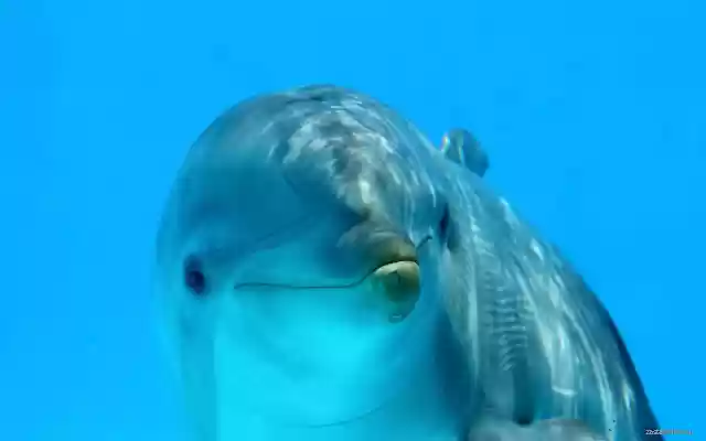 Dolphin  from Chrome web store to be run with OffiDocs Chromium online