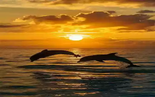 dolphin and sunset wallpapers  from Chrome web store to be run with OffiDocs Chromium online