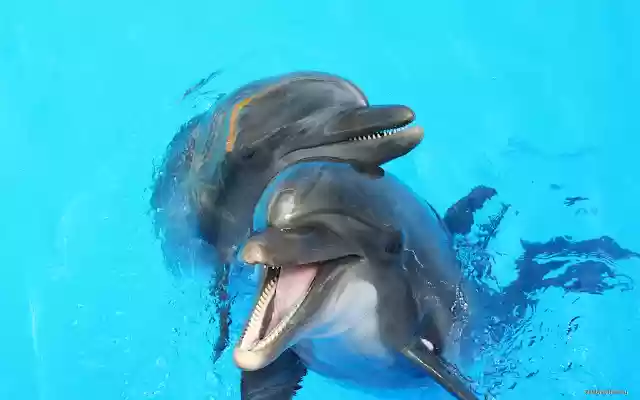 Dolphins  from Chrome web store to be run with OffiDocs Chromium online