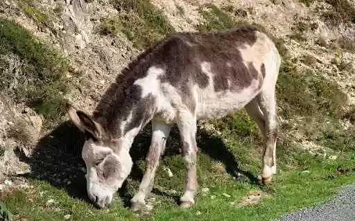 Donkey on the roadside  from Chrome web store to be run with OffiDocs Chromium online