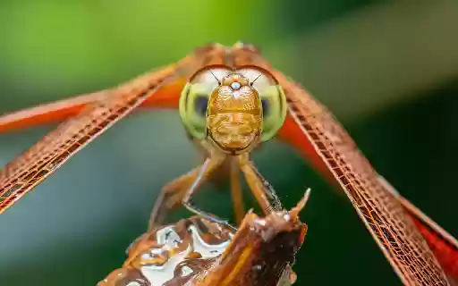 Dragonfly sucks nectar  from Chrome web store to be run with OffiDocs Chromium online