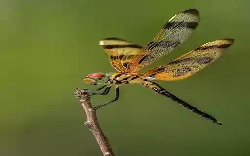 Dragonfly Wallpaper  from Chrome web store to be run with OffiDocs Chromium online