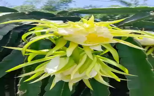 dragon fruit flower wallpaper from Chrome web store to be run with OffiDocs Chromium online dragon fruit flower wallpaper from Chrome web store to be run with OffiDocs Chromium online