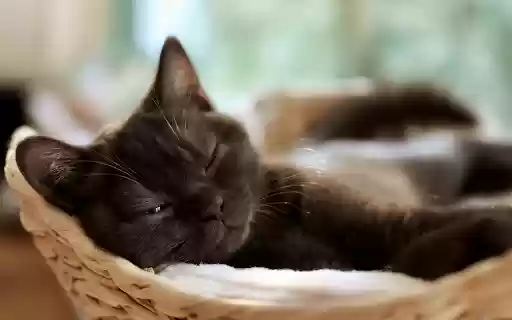 Dreamy black cat from Chrome web store to be run with OffiDocs Chromium online Dreamy black cat from Chrome web store to be run with OffiDocs Chromium online