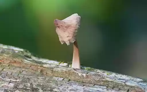 Dried mushrooms on tree trunks from Chrome web store to be run with OffiDocs Chromium online Dried mushrooms on tree trunks from Chrome web store to be run with OffiDocs Chromium online