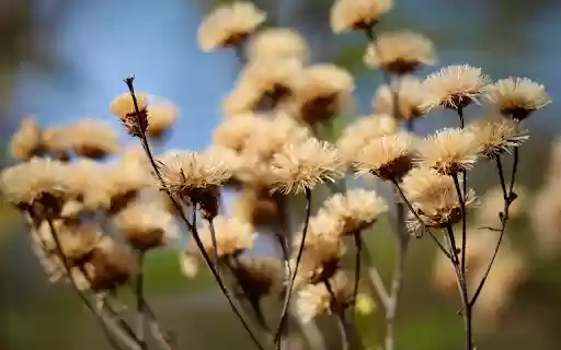 dry flower branches  from Chrome web store to be run with OffiDocs Chromium online