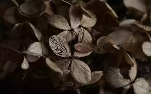 Dry leaves from Chrome web store to be run with OffiDocs Chromium online Dry leaves from Chrome web store to be run with OffiDocs Chromium online