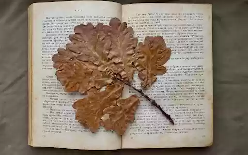 dry leaves in the book  from Chrome web store to be run with OffiDocs Chromium online