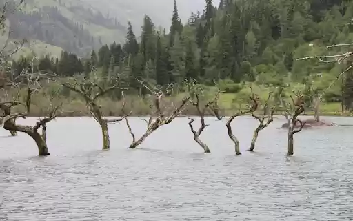 Dry trees are flooded  from Chrome web store to be run with OffiDocs Chromium online