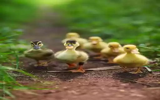 Duckling wallpaper  from Chrome web store to be run with OffiDocs Chromium online