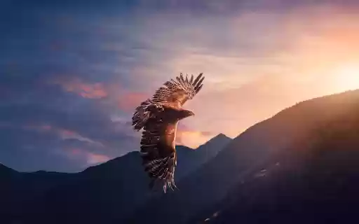 Eagle Flying Over the Valley  from Chrome web store to be run with OffiDocs Chromium online